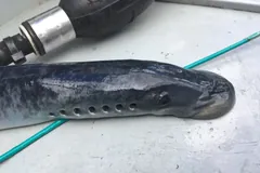 Adult sea lamprey lying on a white surface beside a hose, its row of seven gill openings visible