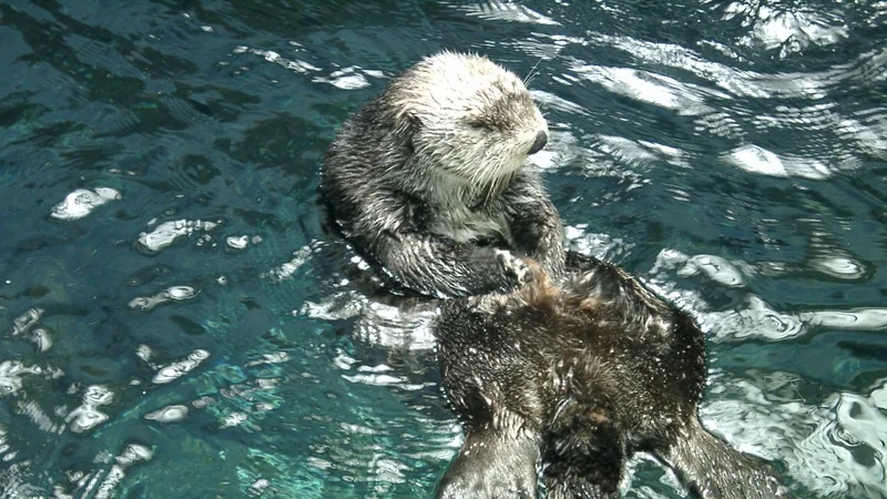 Sea Otter in natural habitat