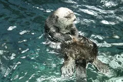 Sea Otter in natural habitat