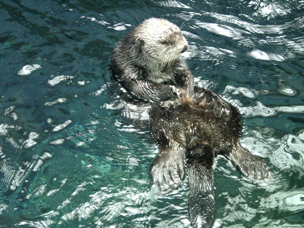 Sea Otter in natural habitat
