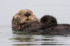 Sea Otter in natural habitat