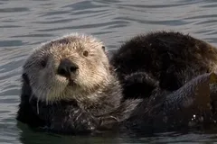 Sea Otter in natural habitat