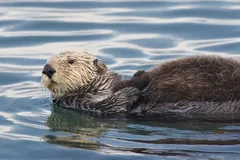 Sea Otter in natural habitat