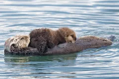 Sea Otter in natural habitat