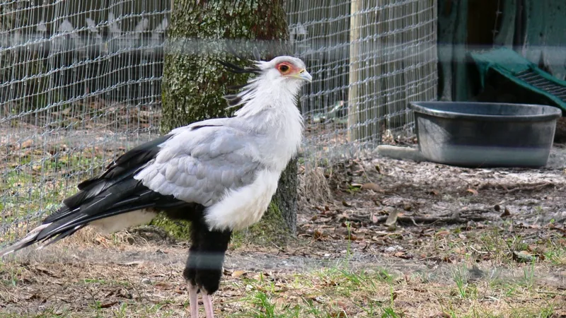 Secretarybird in natural habitat