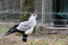 Secretarybird in natural habitat