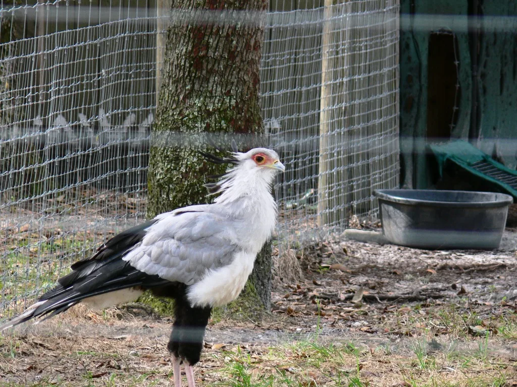 Secretarybird in natural habitat