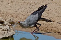 Secretarybird in natural habitat