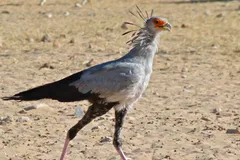 Secretarybird in natural habitat