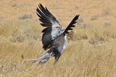 Secretarybird in natural habitat