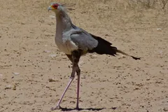 Secretarybird in natural habitat