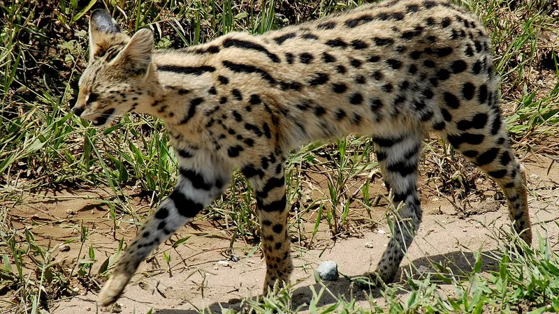 Serval (Leptailurus serval) in natural habitat