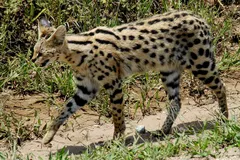 Serval (Leptailurus serval) in natural habitat