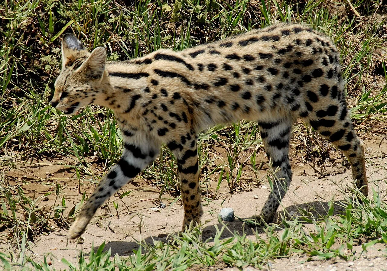 Serval (Leptailurus serval) in natural habitat