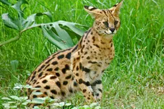 Serval (Leptailurus serval) in natural habitat