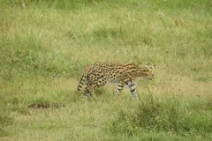 Serval (Leptailurus serval) in natural habitat