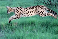 Serval (Leptailurus serval) in natural habitat