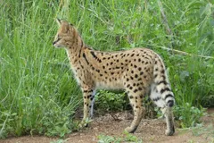 Serval (Leptailurus serval) in natural habitat