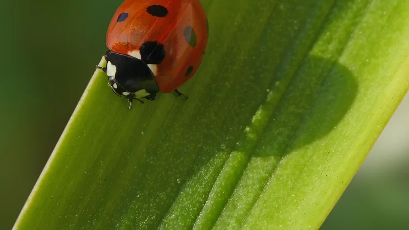 Red ladybird with black spots on a broad green leaf
