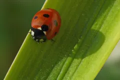 Seven-Spot Ladybird