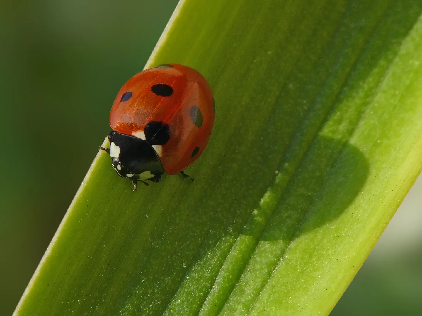 Seven-Spot Ladybird