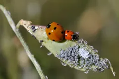Two seven-spot ladybirds feeding on a crowd of grey aphids
