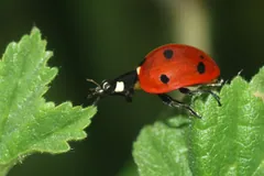 Seven-spot ladybird walking along a jagged green leaf