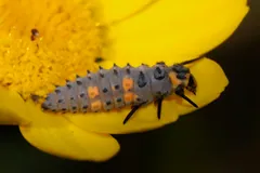 Grey and orange ladybird larva on a yellow flower