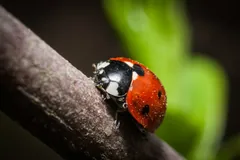 Seven-spot ladybird climbing a brown twig