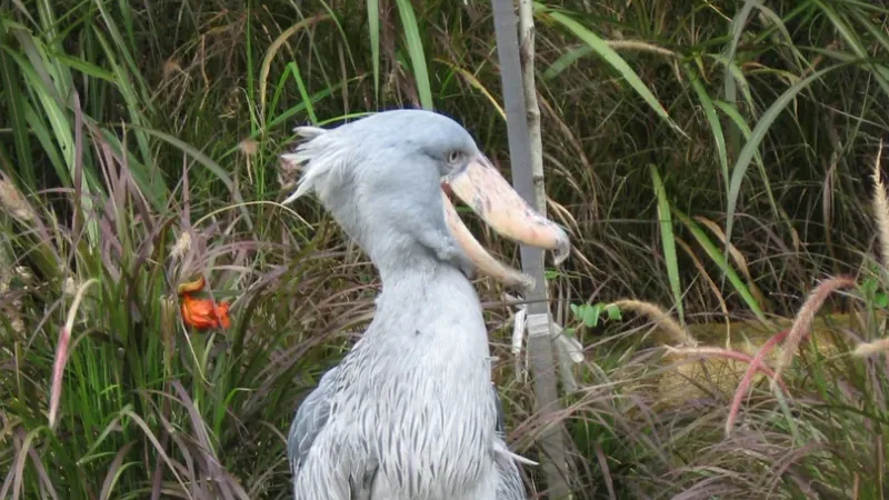 Shoebill, Balaeniceps rex, JBP, Nov 06
