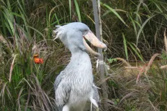 Shoebill, Balaeniceps rex, JBP, Nov 06
