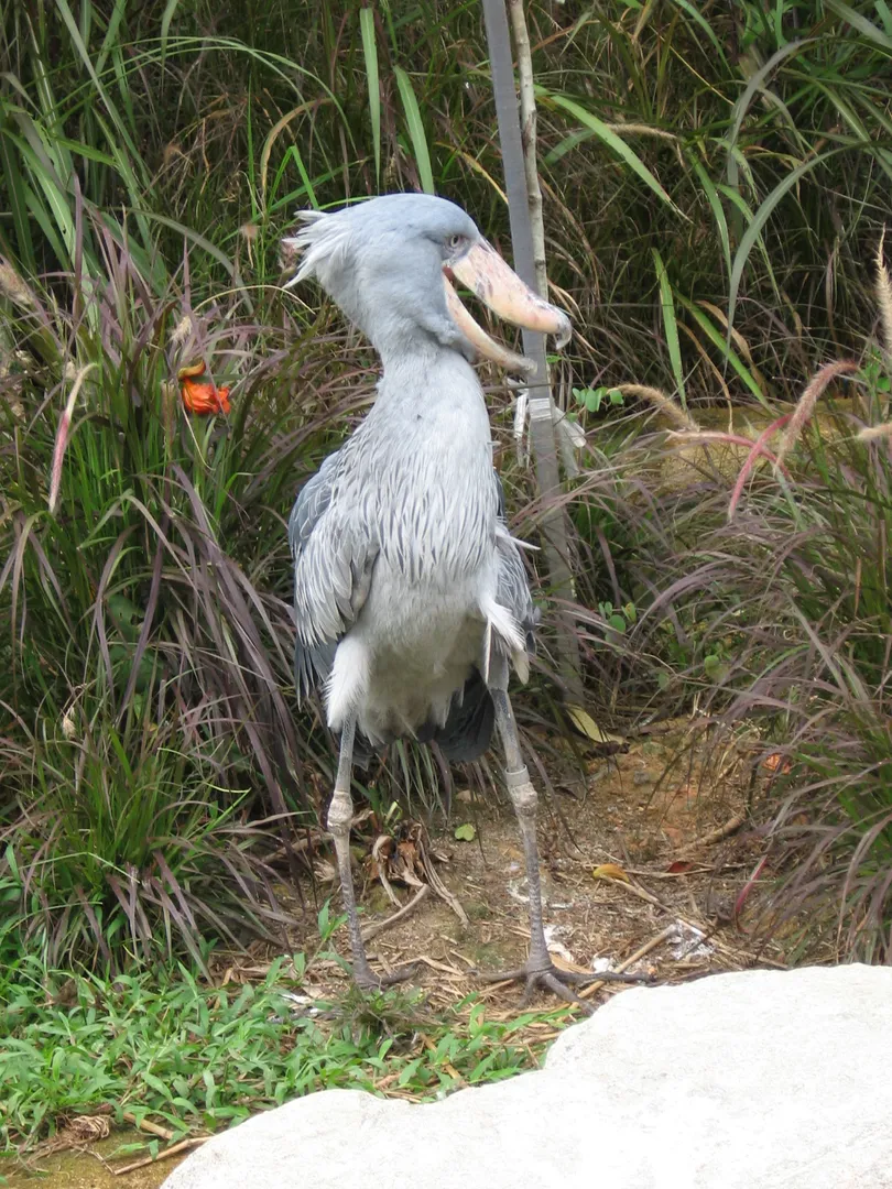 Shoebill Stork