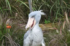Shoebill at Jurong BirdPark.