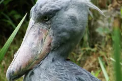 bec-en-sabot du Nil (Balaeniceps rex)
