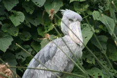 Shoebill (Balaeniceps rex) in East Africa.