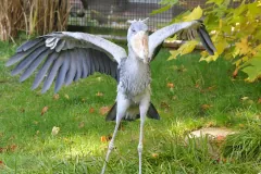 Shoebill(Balaeniceps rex) in the Walsrode Bird Park, Germany.
