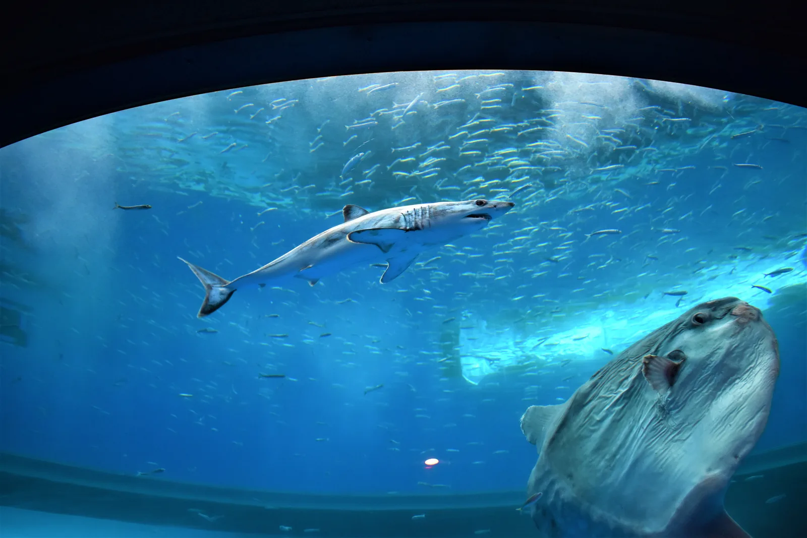 Shortfin mako shark cruising through clear pelagic blue ocean water