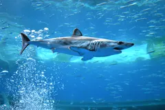 Shortfin mako shark showing sleek hydrodynamic cobalt-blue back and white belly