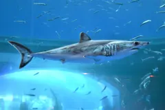 Close-up of shortfin mako shark head displaying large black eye and needle-sharp fangs