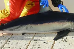 Shortfin mako shark banking sharply in high-speed predatory sweep