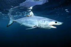 Shortfin mako shark swimming in open pelagic offshore waters