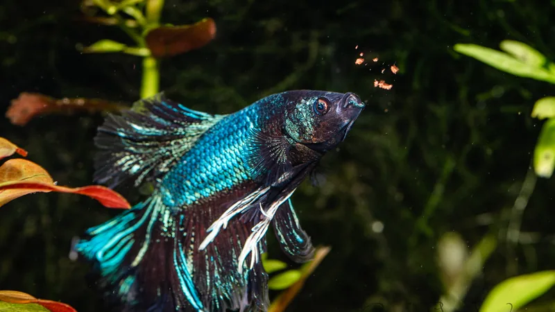 Blue and green male betta with long fins swimming among aquarium plants