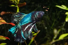 Blue and green male betta with long fins swimming among aquarium plants
