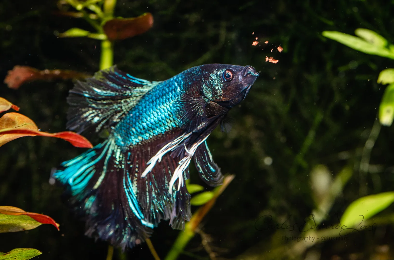Blue and green male betta with long fins swimming among aquarium plants