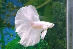 White halfmoon betta with its fins fully spread