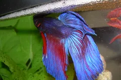 Blue and red male betta below a floating bubble nest