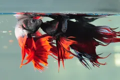 Two red and black male bettas facing off with fins flared
