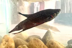 Dark, short-finned wild-type betta with a red gill mark swimming above pebbles in a tank
