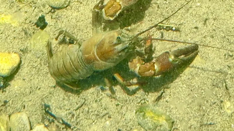Two signal crayfish on a sunlit stream bed, claws raised