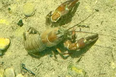 Two signal crayfish on a sunlit stream bed, claws raised